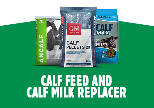 Calf feed and calf milk replacer
